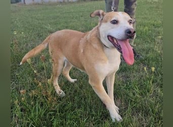 JACK ist eine Seele von Hund