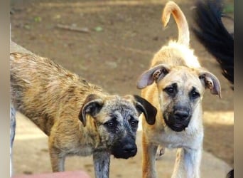 BEA ist eine bezaubernde Junghündin