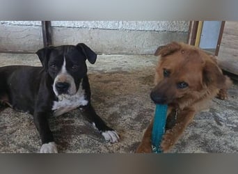 TORI hat einen Herzenswunsch  -ein Zuhause