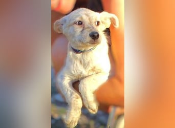 BEA ist ein niedliches Hundekind