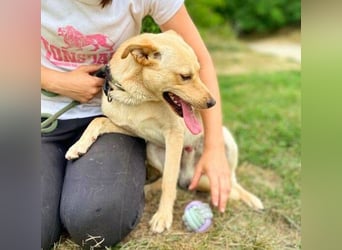 SHELDON ,verspielter , freundlicher Hundejunge