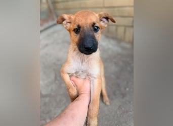 FRODO ist ein freundlicher kleiner Herzensbrecher