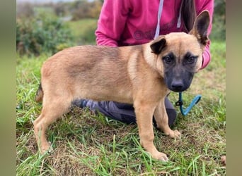 XARO süßer Hundejung sucht sein Zuhause