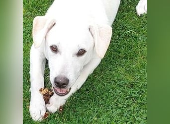 CLEO ist ein süßes Hundekind