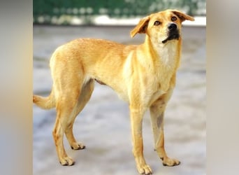 LIA ist dem Tod knapp entkommen