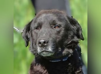 ROCCO schwebt in Lebensgefahr