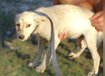 BEA ist ein niedliches Hundekind