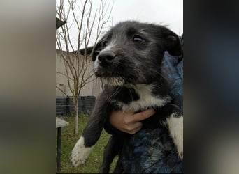 LUNA 2 ist ein süßes Hundemädchen