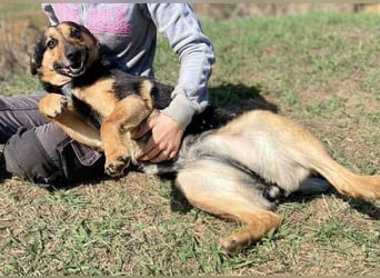ALFA sehnt sich so nach einer Familie