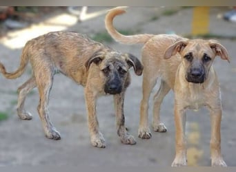 BETTY ist eine tolle Junghündin