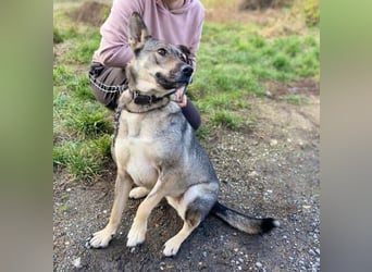 BRENDA ist eine zarte, liebevolle Hündin
