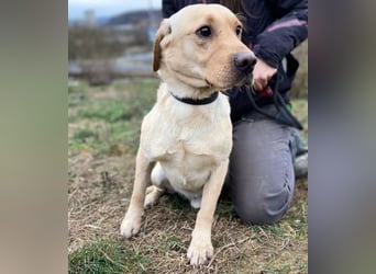 MONTY süßer Hundejunge