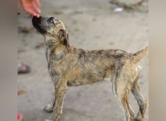 BETTY ist eine tolle Junghündin