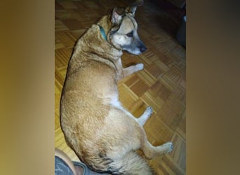 ASTON ist ein Traumhund