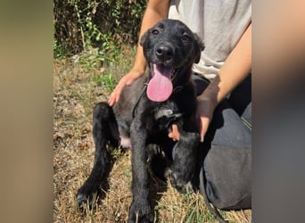FRANZ das Hundekind wurde im Stich gelassen