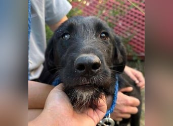 ANA 2 ist ein zauberhaftes Hundemädchen