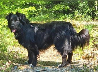 RINA  ist eine  besonders tolle Hundelady