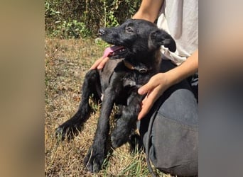FRANZ das Hundekind wurde im Stich gelassen