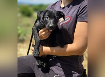 BELLA das Hundebaby wurde herzlos entsorgt