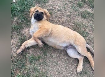 BARON -das Hundekind wurde weggeworfen 