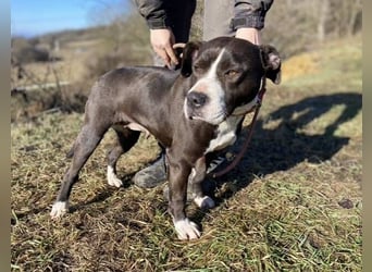 TORI hat einen Herzenswunsch  -ein Zuhause