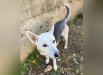 SVEN ist ein fröhlicher Jungspund