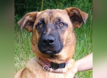 ARTHUR 2 sucht sein Zuhause