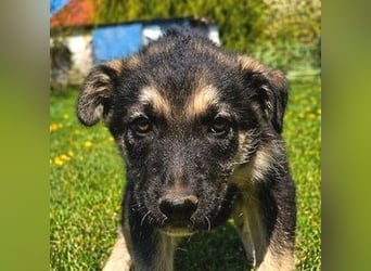 LUCAS kleiner Hundejunge auf der Suche nach dem großen Glück