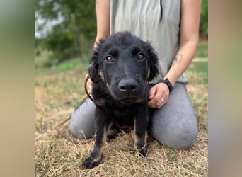 NIKKI das Hundkind wurde ausgesetzt