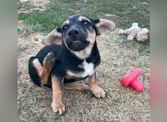 TEO der kleine Mann möchte sein ❤️ verschenken