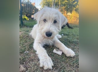 ELVIS der Hundejunge hätte so gern eine Familie