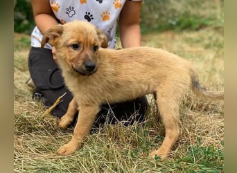 KYRA -das Hundebaby wurde "weggeworfen "