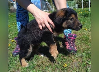 LIMA ist eine goldiges Hundekind