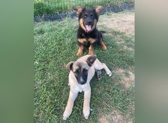 SULTAN das Hundkind wurde zurück gelassen