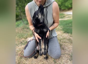 NIKKI das Hundkind wurde ausgesetzt
