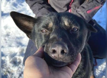 NERO ist eine Seele von Hund