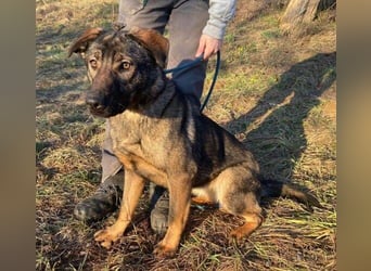 SOFIA irrte verzweifelt umher