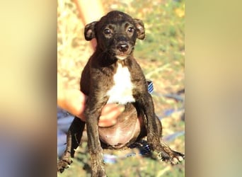 BONY ist ein süßes Hundemädchen