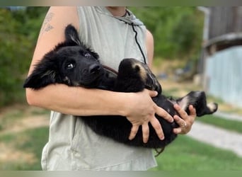 NIKKI das Hundkind wurde ausgesetzt