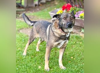 CHRISS ist ein bildhübsche Hundejunge