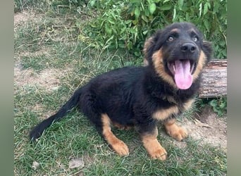 SULTAN das Hundkind wurde zurück gelassen