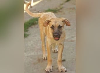 BEA ist eine bezaubernde Junghündin