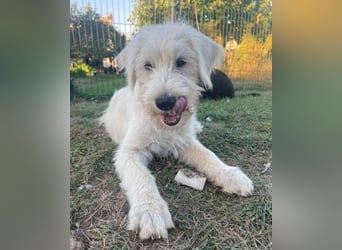 ELVIS der Hundejunge hätte so gern eine Familie