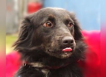 RINA  ist eine  besonders tolle Hundelady