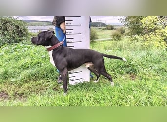 BARON wer kann ihm ein Zuhause schenken?