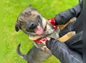 CHRISS ist ein bildhübsche Hundejunge