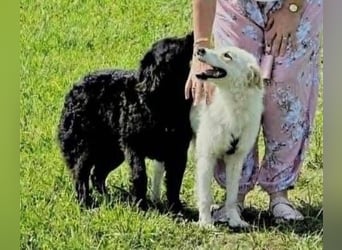 LENNIE liebt Menschen -Wem darf er sein Herzchen schenken?
