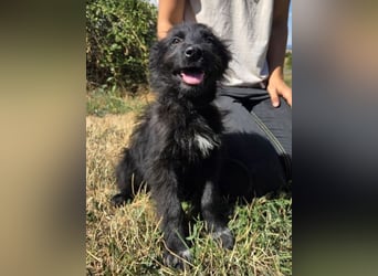 MICO der kleine Bub sucht seine Menschen
