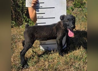 FRANZ das Hundekind wurde im Stich gelassen