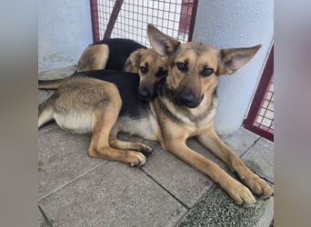 KIRA braucht Hilfe um zu überleben